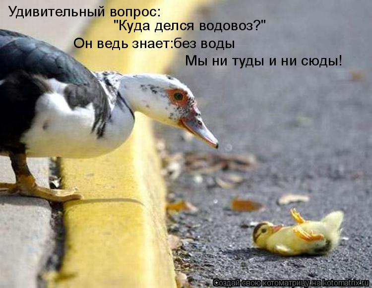 Котоматрица: Удивительный вопрос: "Куда делся водовоз?" Он ведь знает:без воды Мы ни туды и ни сюды!