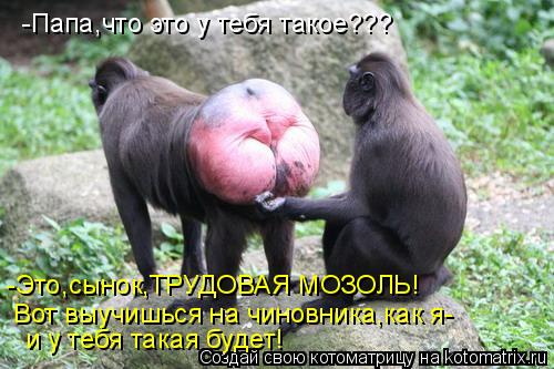 -Папа,что это у тебя такое??? -Это,сынок,ТРУДОВАЯ МОЗОЛЬ! Вот выучишься на чиновника,как я- и у тебя ... Котоматрица: -Папа,что это у тебя такое??? -Это,сынок,ТРУДОВАЯ МОЗОЛЬ! Вот выучишься на чиновника,как я- и у тебя такая будет!