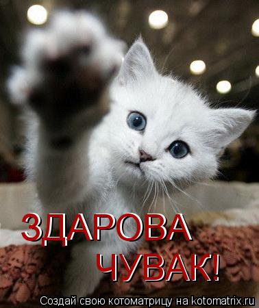 Котоматрица: ЗДАРОВА ЧУВАК! ЧУВАК! ЗДАРОВА
