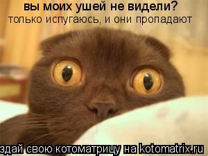 вы моих ушей не видели? только испугаюсь, и они пропадают... Котоматрица: вы моих ушей не видели? только испугаюсь, и они пропадают