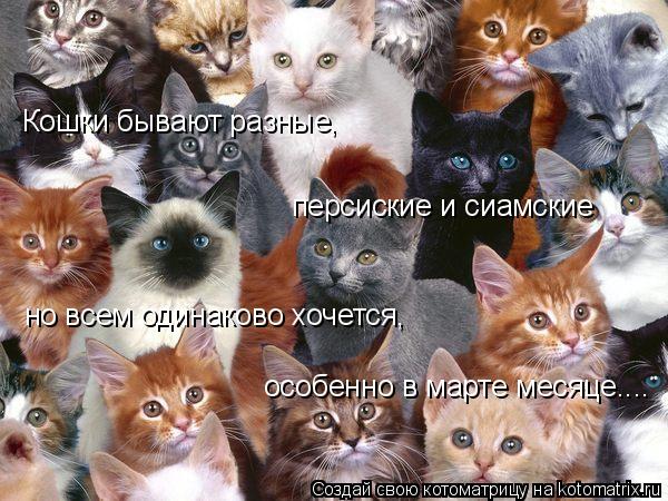 Котоматрица: Кошки бывают разные, персиские и сиамские но всем одинаково хочется, особенно в марте месяце....