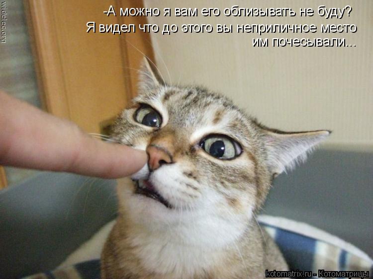 -А можно я вам его облизывать не буду? Я видел что до этого вы неприличное место им почесывали...... Котоматрица: -А можно я вам его облизывать не буду? Я видел что до этого вы неприличное место им почесывали...