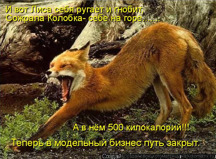 Сожрала Колобка- себе на горе....... А в нём 500 килокалорий!!! Теперь в модельный бизнес путь закр... Котоматрица: Сожрала Колобка- себе на горе....... А в нём 500 килокалорий!!! Теперь в модельный бизнес путь закрыт. И вот Лиса себя ругает и гнобит,