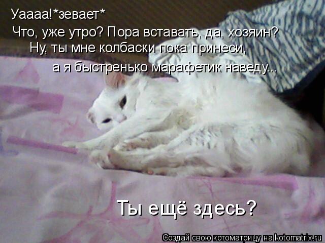 Котоматрица: Уаааа!*зевает* Что, уже утро? Пора вставать, да, хозяин? а я быстренько марафетик наведу... Ну, ты мне колбаски пока принеси, Ты ещё здесь?