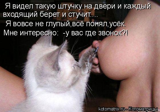 Котоматрица: Я видел такую штучку на двери и каждый входящий берет и стучит.... Я вовсе не глупый,всё понял,усёк. Мне интересно:  -у вас где звонок?!