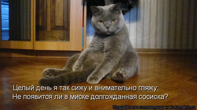 Целый день я так сижу и внимательно гляжу: Не появится ли в миске долгожданная сосиска?... Котоматрица: Целый день я так сижу и внимательно гляжу: Не появится ли в миске долгожданная сосиска?