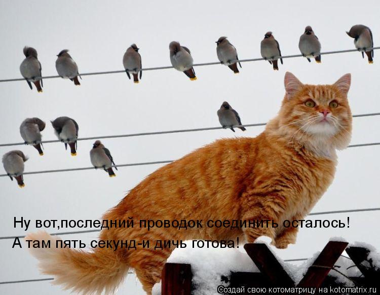 Ну вот,последний проводок соединить осталось! А там пять секунд-и дичь готова!... Котоматрица: Ну вот,последний проводок соединить осталось! А там пять секунд-и дичь готова!