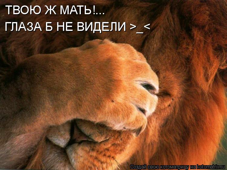 Котоматрица: ТВОЮ Ж МАТЬ!... ГЛАЗА Б НЕ ВИДЕЛИ >_<