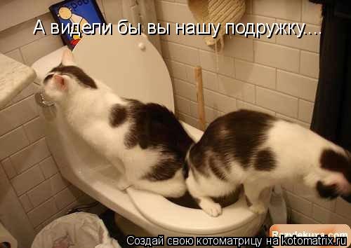 А видели бы вы нашу подружку....... Котоматрица: А видели бы вы нашу подружку....