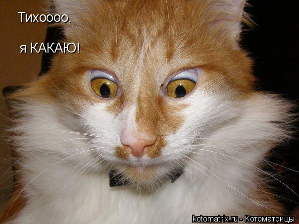 Тихоооо, я КАКАЮ!... Котоматрица: Тихоооо, я КАКАЮ!