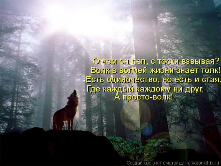 Котоматрица: О чем он пел, с тоски взвывая? Волк в волчей жизни знает толк! Есть одиночество, но есть и стая, Где каждый каждому ни друг, А просто-волк!