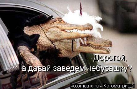 а давай заведем чебурашку? -Дорогой,... Котоматрица: а давай заведем чебурашку? -Дорогой,