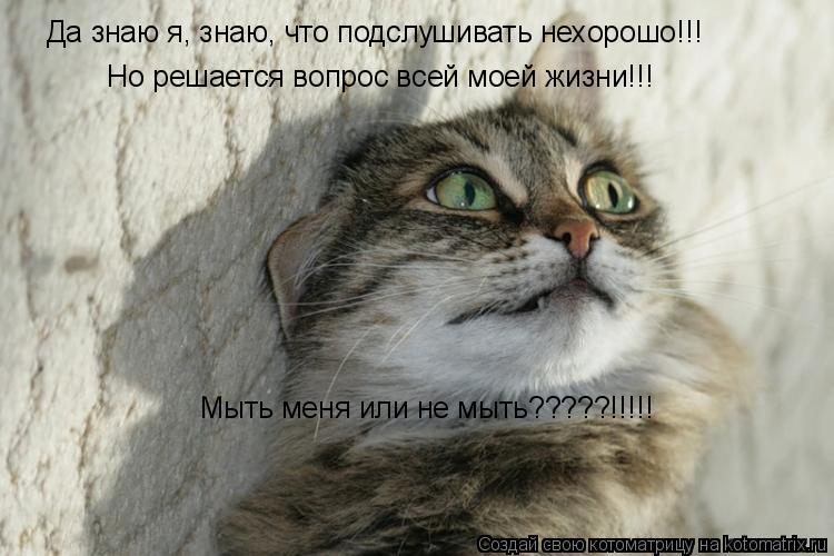 Котоматрица: Да знаю я, знаю, что подслушивать нехорошо!!! Но решается вопрос всей моей жизни!!! Мыть меня или не мыть?????!!!!!