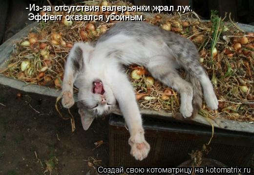 -Из-за отсутствия валерьянки жрал лук. Эффект оказался убойным.... Котоматрица: -Из-за отсутствия валерьянки жрал лук. Эффект оказался убойным.