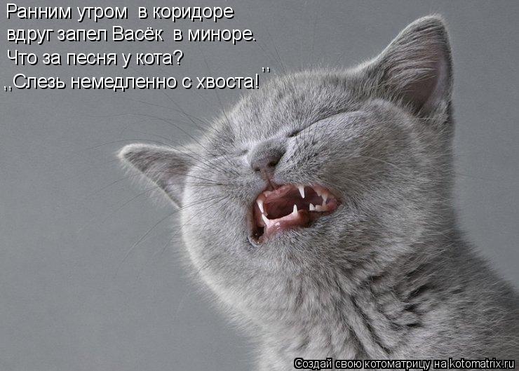 Ранним утром в коридоре Что за песня у кота? ,,Слезь немедленно с хвоста! » ,, вдруг запел Васёк в ... Котоматрица: Ранним утром в коридоре Что за песня у кота? ,,Слезь немедленно с хвоста! » ,, вдруг запел Васёк в миноре.