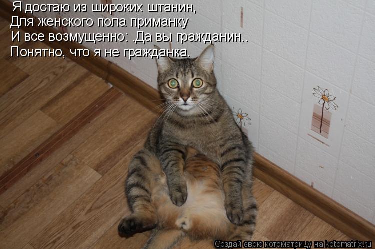 Kotomatrica Ya Dostayu Iz Shirokih Shtanin Dlya Zhenskogo Pola Primanku I Vse Vozmushenno Da