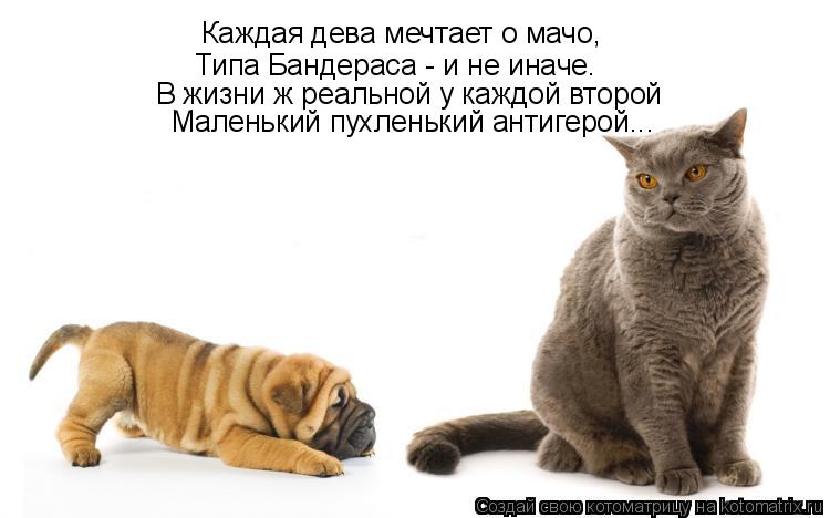 Котоматрица: Каждая дева мечтает о мачо, Типа Бандераса - и не иначе. В жизни ж реальной у каждой второй Маленький пухленький антигерой...