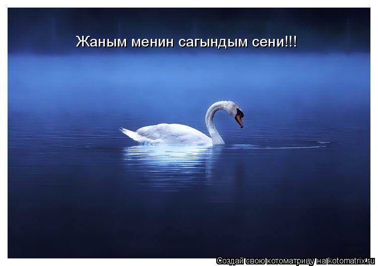 Жаным менин сагындым сени!!!... Котоматрица: Жаным менин сагындым сени!!!