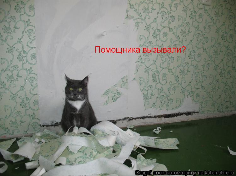 Помощника вызывали?... Котоматрица: Помощника вызывали?
