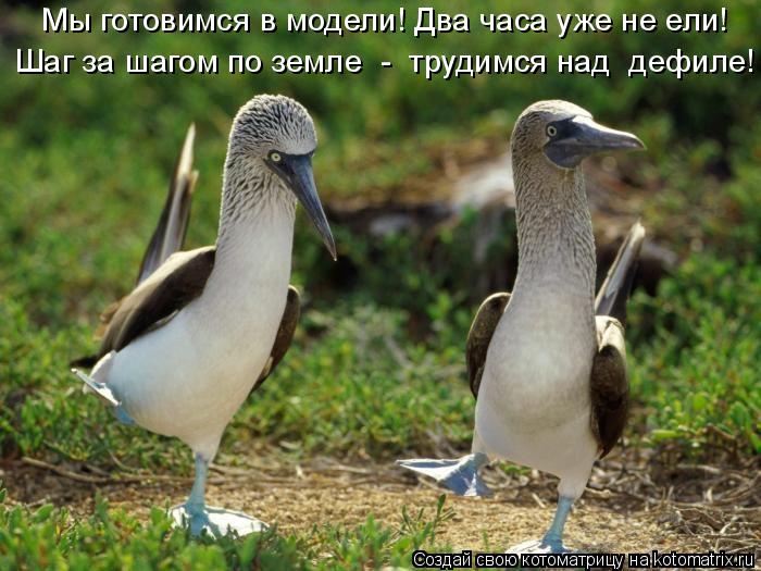 Мы готовимся в модели! Два часа уже не ели! Шаг за шагом по земле - трудимся над дефиле!... Котоматрица: Мы готовимся в модели! Два часа уже не ели! Шаг за шагом по земле - трудимся над дефиле!