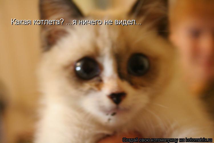 Котоматрица: Какая котлета? ...я ничего не видел...
