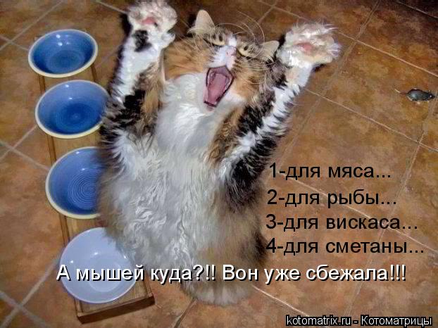 1-для мяса... 2-для рыбы... 3-для вискаса... 4-для сметаны... А мышей куда?!! Вон уже сбежала!!!... Котоматрица: 1-для мяса... 2-для рыбы... 3-для вискаса... 4-для сметаны... А мышей куда?!! Вон уже сбежала!!!