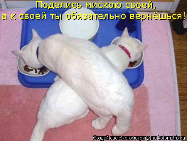 а к своей ты обязательно вернёшься! Поделись мискою своей,... Котоматрица: а к своей ты обязательно вернёшься! Поделись мискою своей,