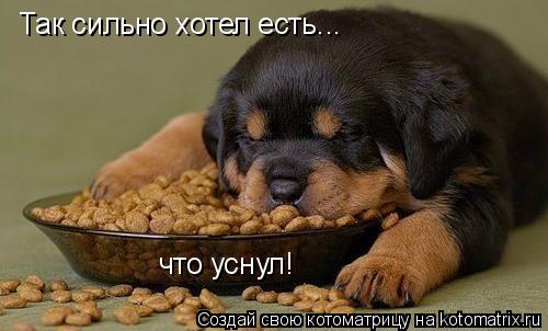 Так сильно хотел есть... что уснул!... Котоматрица: Так сильно хотел есть... что уснул!