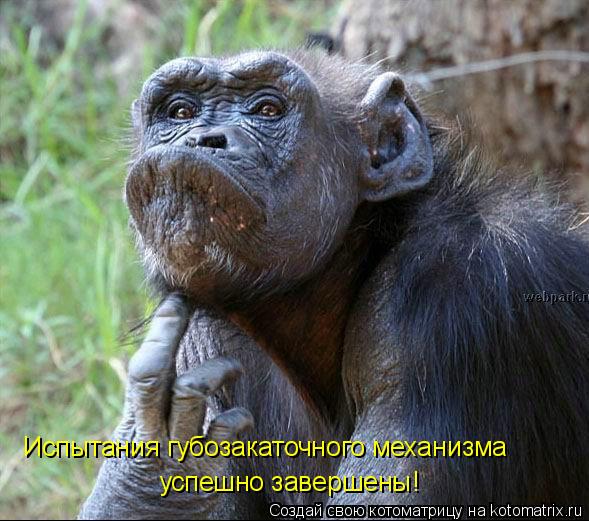 Испытания губозакаточного механизма успешно завершены!... Котоматрица: Испытания губозакаточного механизма успешно завершены!