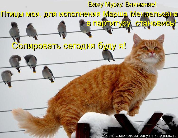 Вижу Мурку. Внимание! Птицы мои, для исполнения Марша Мендельсона в партитуру становись! Солировать ... Котоматрица: Вижу Мурку. Внимание! Птицы мои, для исполнения Марша Мендельсона в партитуру становись! Солировать сегодня буду я!