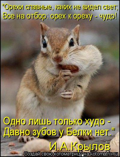 Давно зубов у Белки нет." Одно лишь только худо - "Орехи славные, каких не видел свет; Все на отбор:... Котоматрица: Давно зубов у Белки нет." Одно лишь только худо - "Орехи славные, каких не видел свет; Все на отбор: орех к ореху - чудо! И.А.Крылов