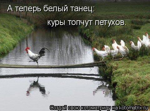 А теперь белый танец: куры топчут петухов.... Котоматрица: А теперь белый танец: куры топчут петухов.