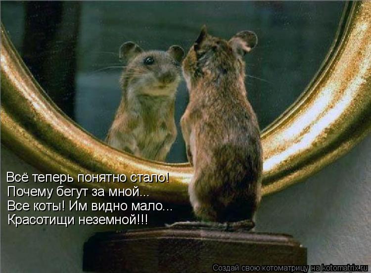 Всё теперь понятно стало! Почему бегут за мной... Все коты! Им видно мало... Красотищи неземной!!!... Котоматрица: Всё теперь понятно стало! Почему бегут за мной... Все коты! Им видно мало... Красотищи неземной!!!