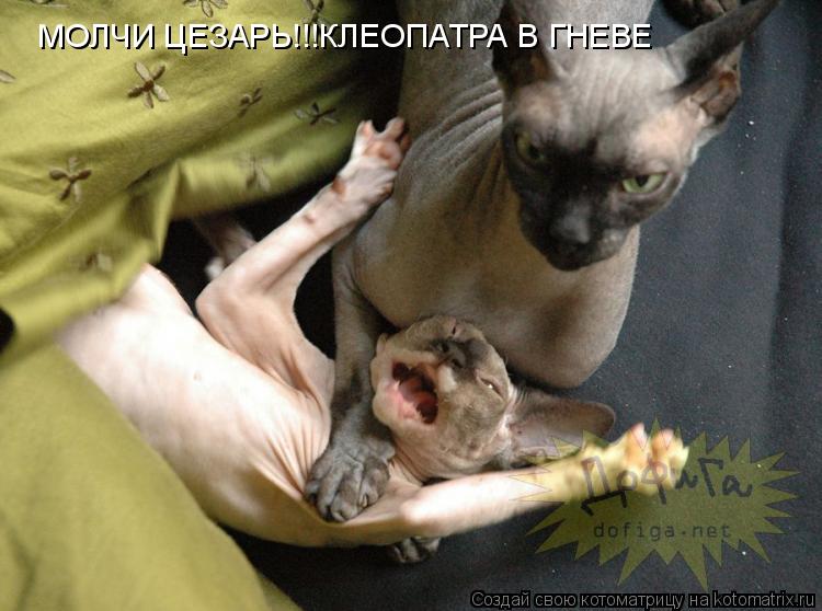 МОЛЧИ ЦЕЗАРЬ!!!КЛЕОПАТРА В ГНЕВЕ... Котоматрица: МОЛЧИ ЦЕЗАРЬ!!!КЛЕОПАТРА В ГНЕВЕ