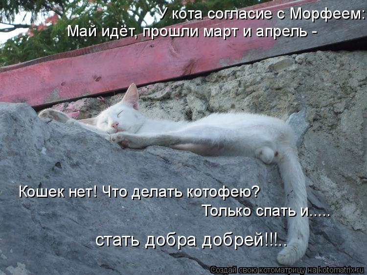 У кота согласие с Морфеем: Май идёт, прошли март и апрель - Кошек нет! Что делать котофею? Только сп... Котоматрица: У кота согласие с Морфеем: Май идёт, прошли март и апрель - Кошек нет! Что делать котофею? Только спать и..... стать добра добрей!!!..