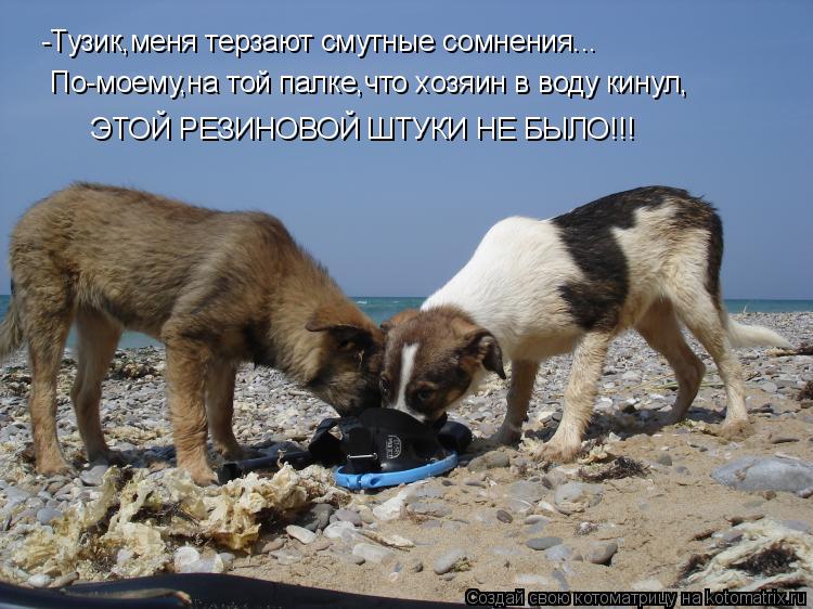 -Тузик,меня терзают смутные сомнения... По-моему,на той палке,что хозяин в воду кинул, ЭТОЙ РЕЗИНОВОЙ... Котоматрица: -Тузик,меня терзают смутные сомнения... По-моему,на той палке,что хозяин в воду кинул, ЭТОЙ РЕЗИНОВОЙ ШТУКИ НЕ БЫЛО!!!