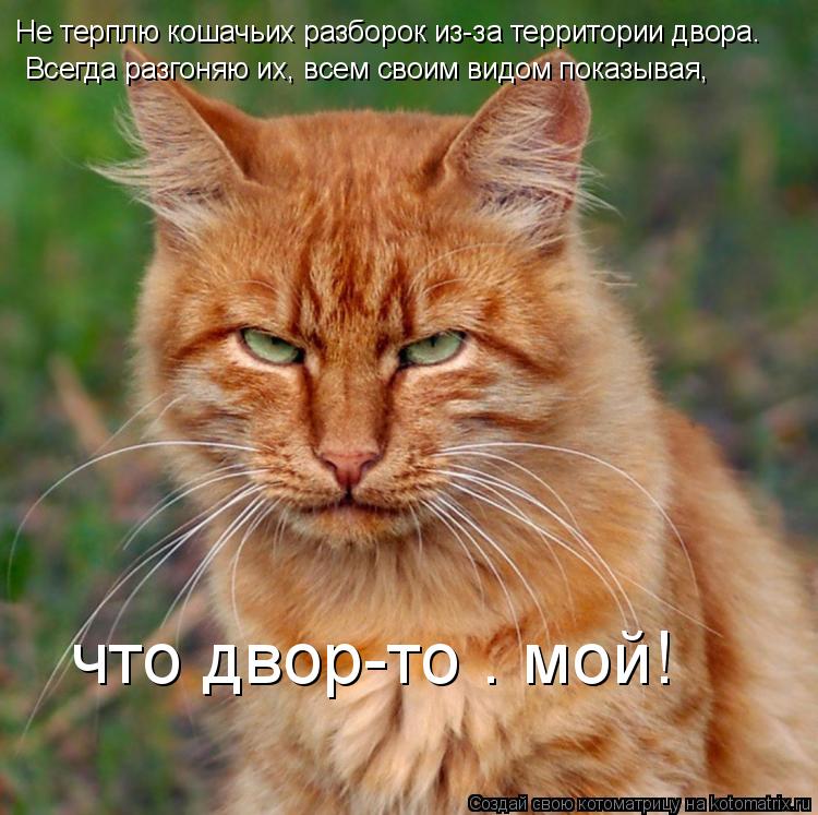 Не терплю кошачьих разборок из-за территории двора. Всегда разгоняю их, всем своим видом показывая, ... Котоматрица: Не терплю кошачьих разборок из-за территории двора. Всегда разгоняю их, всем своим видом показывая, что двор-то – мой!