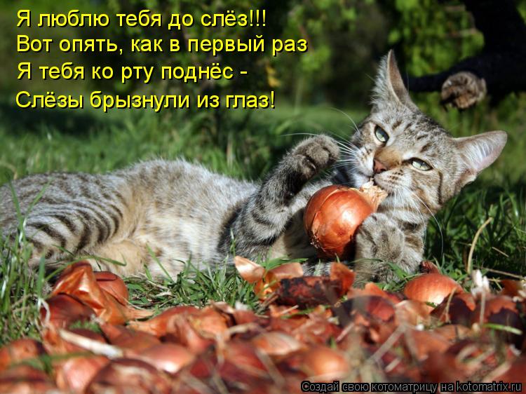 Я люблю тебя до слёз!!! Вот опять, как в первый раз Я тебя ко рту поднёс - Слёзы брызнули из глаз!... Котоматрица: Я люблю тебя до слёз!!! Вот опять, как в первый раз Я тебя ко рту поднёс - Слёзы брызнули из глаз!