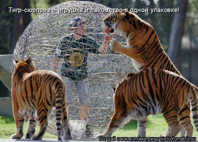 Тигр-сюрприз -- игрушка и лакомство в одной упаковке!... Котоматрица: Тигр-сюрприз -- игрушка и лакомство в одной упаковке!