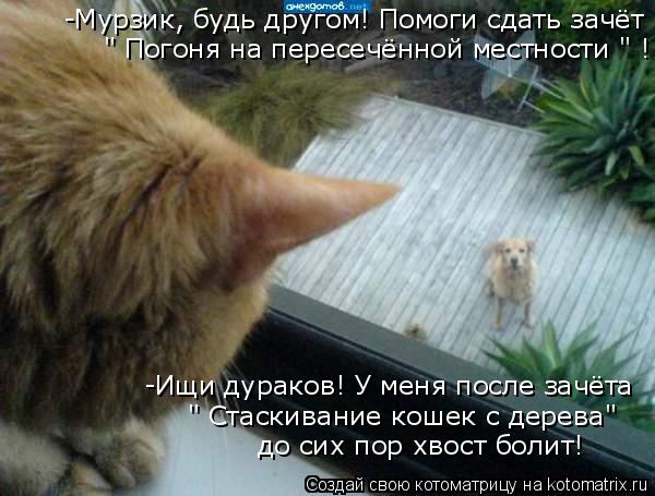 Котоматрица: -Мурзик, будь другом! Помоги сдать зачёт " Погоня на пересечённой местности " ! -Ищи дураков! У меня после зачёта  " Стаскивание кошек с дерева" 
