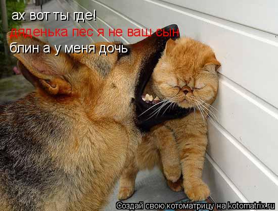 ах вот ты где! дяденька пес я не ваш сын блин а у меня дочь... Котоматрица: ах вот ты где! дяденька пес я не ваш сын блин а у меня дочь