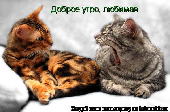 Котоматрица: Доброе утро, любимая