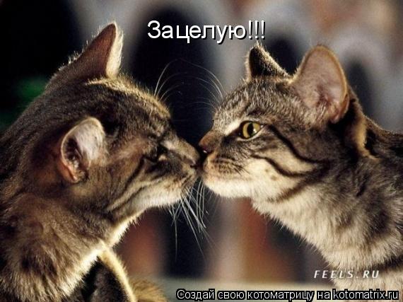 Зацелую!!!... Котоматрица: Зацелую!!!