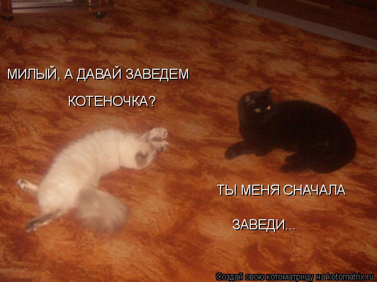 МИЛЫЙ, А ДАВАЙ ЗАВЕДЕМ КОТЕНОЧКА? ТЫ МЕНЯ СНАЧАЛА ЗАВЕДИ...... Котоматрица: МИЛЫЙ, А ДАВАЙ ЗАВЕДЕМ КОТЕНОЧКА? ТЫ МЕНЯ СНАЧАЛА ЗАВЕДИ...