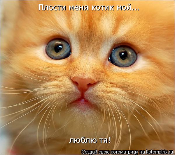 Плости меня котик мой... люблю тя!... Котоматрица: Плости меня котик мой... люблю тя!