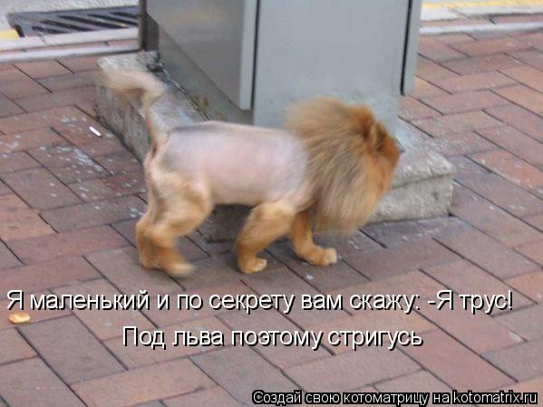 Я маленький и по секрету вам скажу: -Я трус! Под льва поэтому стригусь... Котоматрица: Я маленький и по секрету вам скажу: -Я трус! Под льва поэтому стригусь
