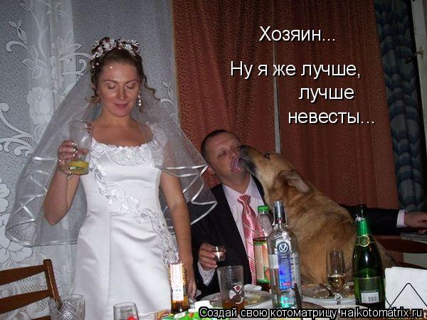 Котоматрица: Хозяин... Ну я же лучше, лучше невесты...