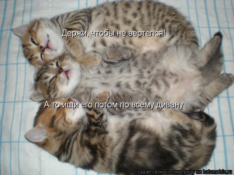 А то ищи его потом по всему дивану Держи, чтобы не вертелся!... Котоматрица: А то ищи его потом по всему дивану Держи, чтобы не вертелся!