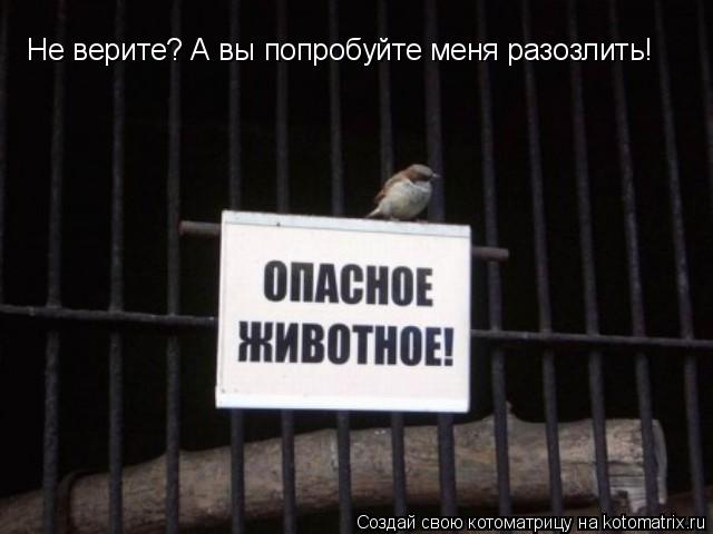 Не верите? А вы попробуйте меня разозлить!... Котоматрица: Не верите? А вы попробуйте меня разозлить!