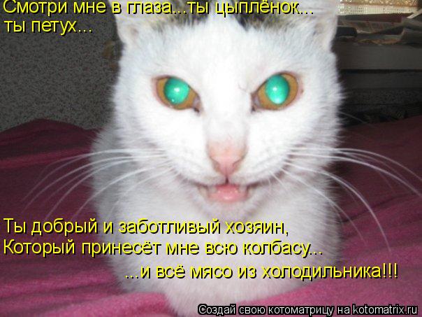 Котоматрица: Смотри мне в глаза...ты цыплёнок... ты петух... Ты добрый и заботливый хозяин, Который принесёт мне всю колбасу... ...и всё мясо из холодильника!!!